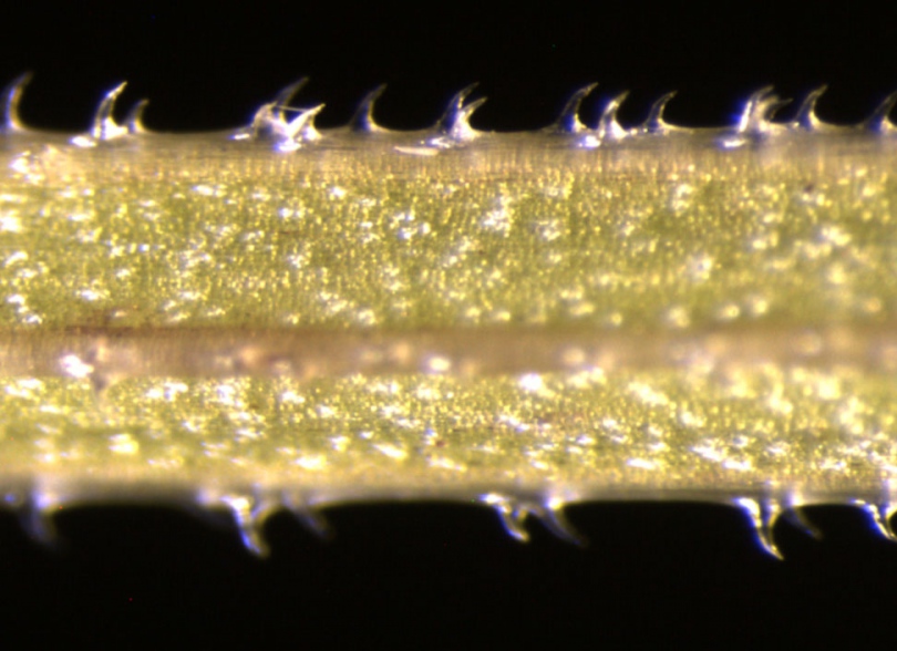 Image of Galium vaillantii specimen.