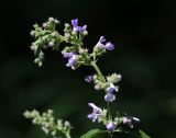 Nepeta nuda