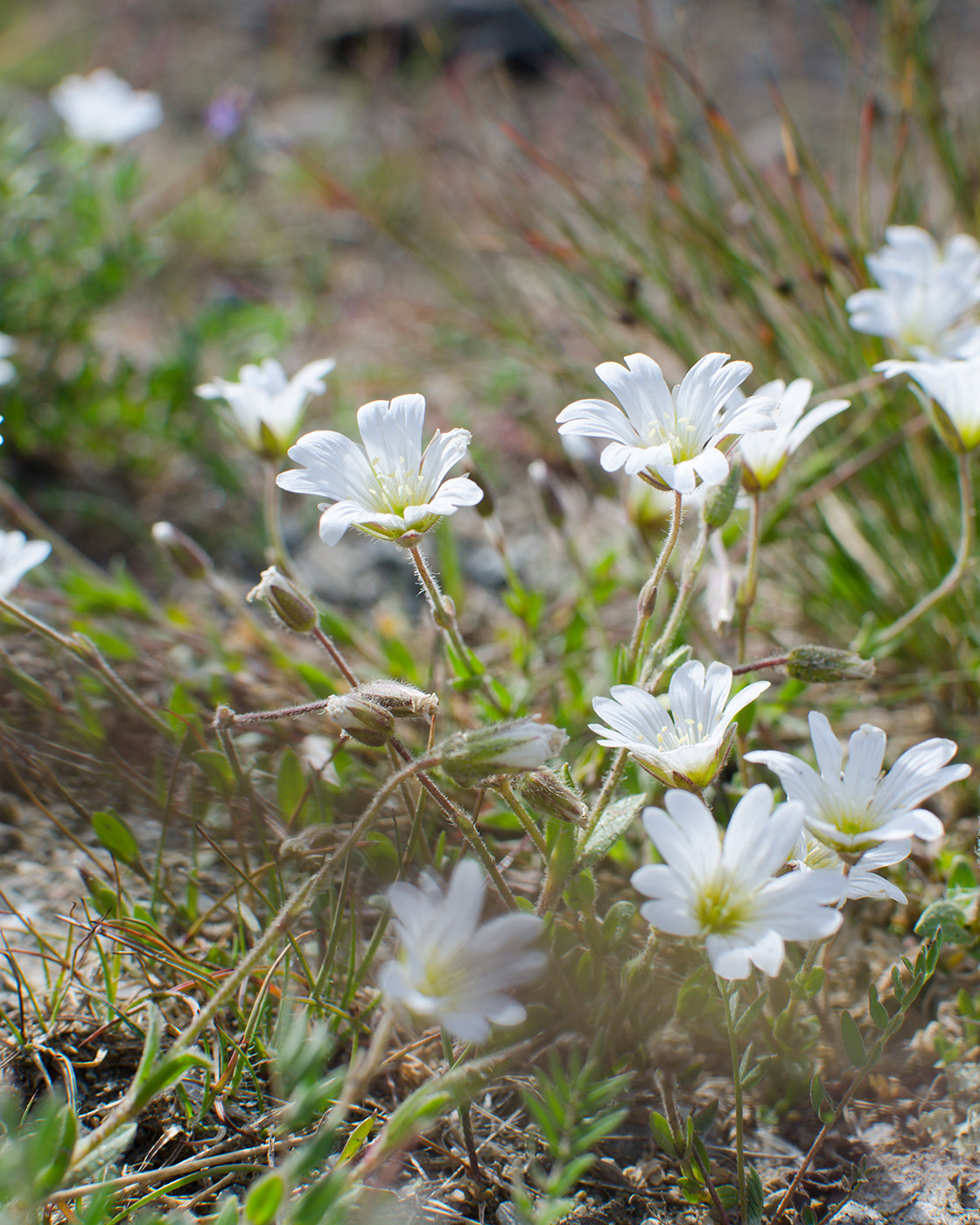 Изображение особи Cerastium alpinum.