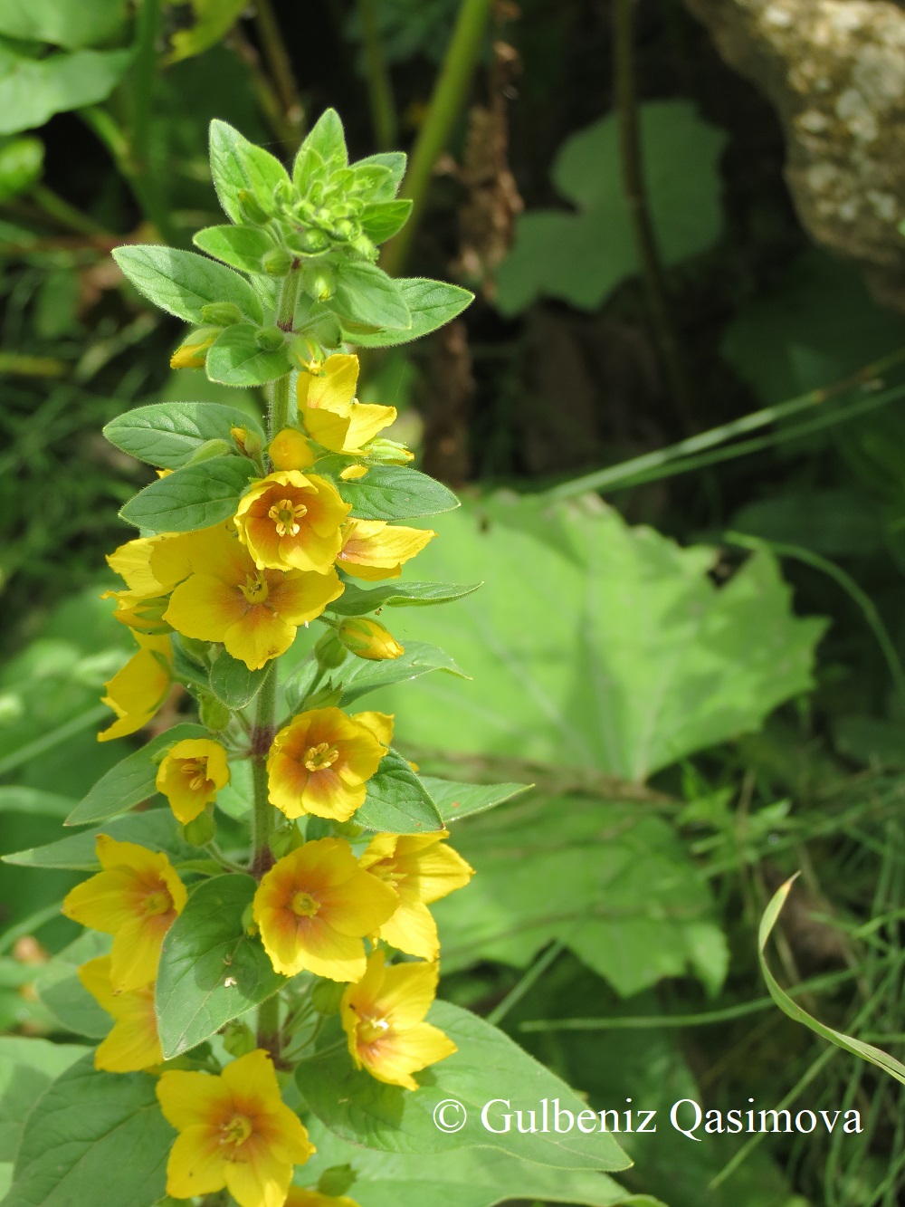 Изображение особи Lysimachia punctata.