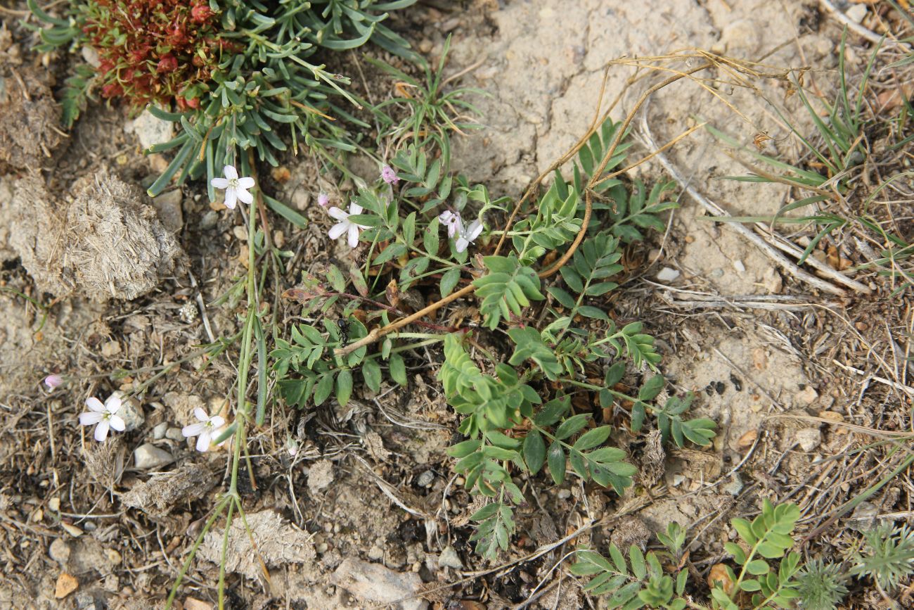 Изображение особи Potentilla bifurca.