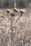 Carlina fennica