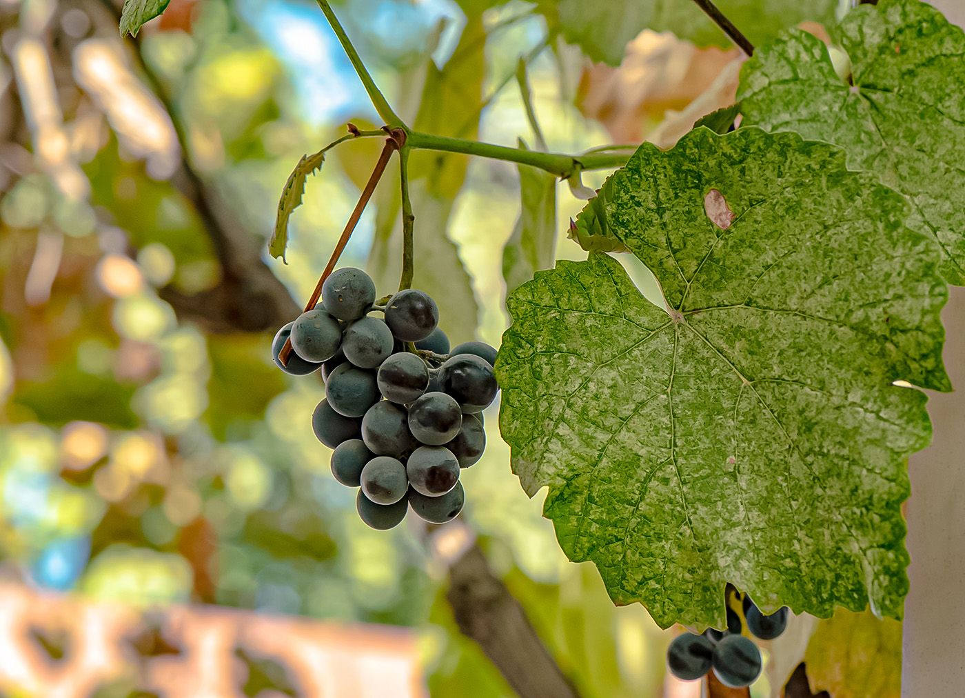 Image of Vitis labrusca specimen.