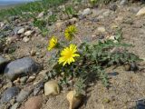 Taraxacum krasnikovii