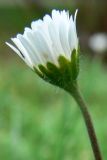 Bellis perennis. Верхушка побега с соцветием. Польша, Нижнесилезское воеводство, Клодзский повят, г. Душники-Здруй, газон. 15.07.2010.