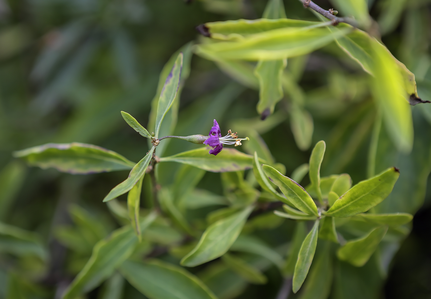 Изображение особи Lycium barbarum.