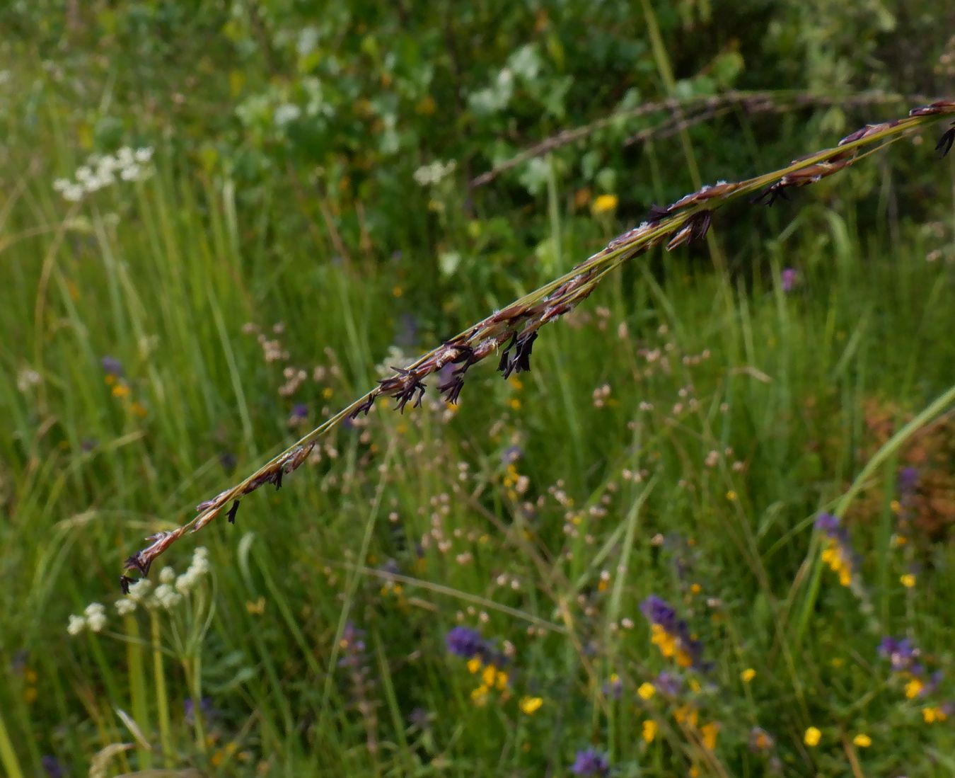 Image of Molinia caerulea specimen.