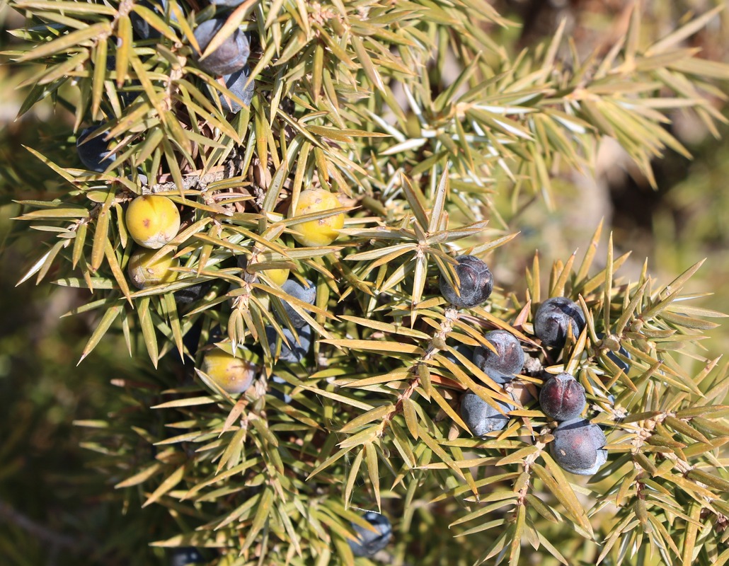 Изображение особи род Juniperus.