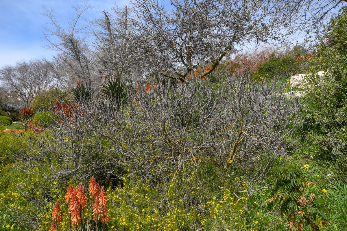 Изображение особи Vachellia hebeclada.