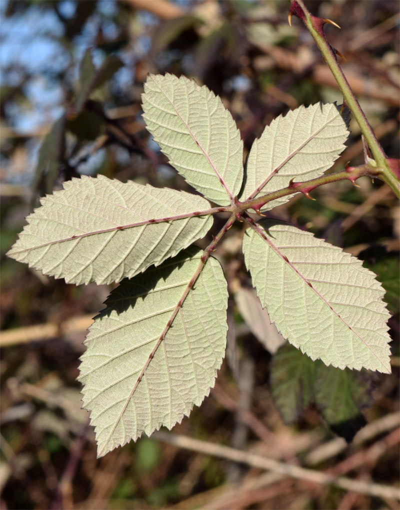 Изображение особи Rubus sanctus.