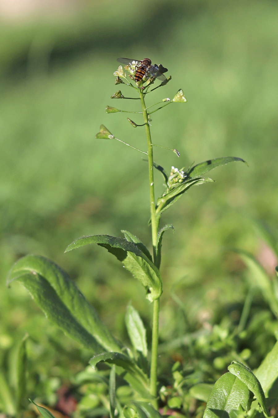 Изображение особи Capsella bursa-pastoris.