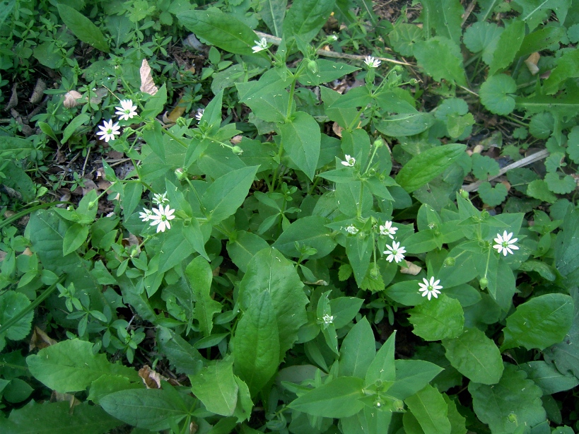 Image of Myosoton aquaticum specimen.