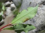 Salix kazbekensis. Лист с галлом (вид снизу). Кабардино-Балкария, Эльбрусский р-н, долина р. Ирикчат, ок. 2650 м н.у.м., близ р. Ирикчат. 07.07.2020.