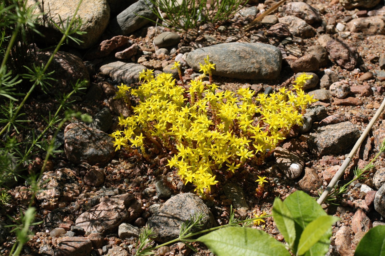 Image of Sedum acre specimen.