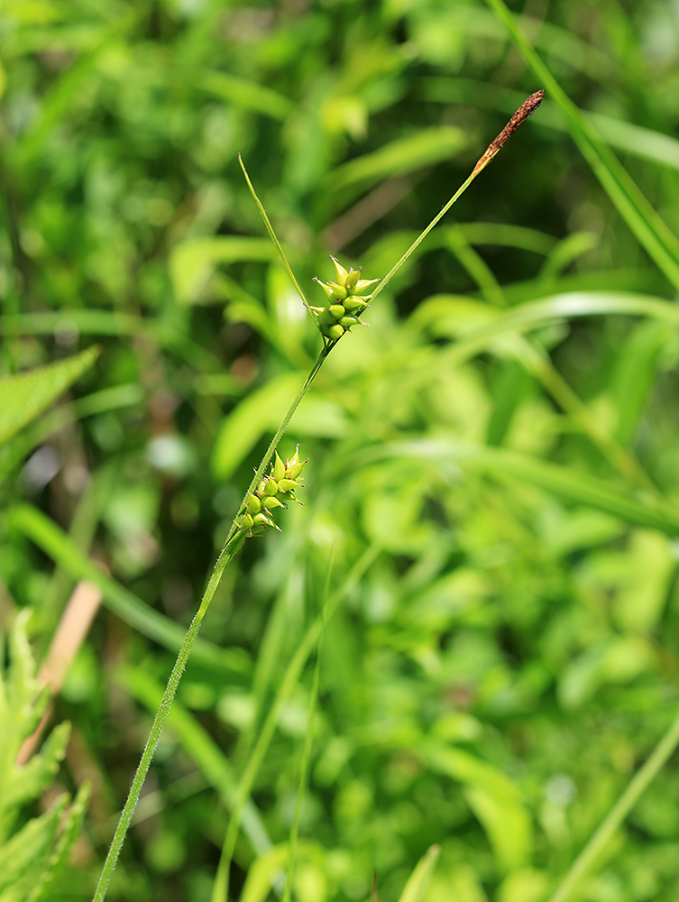 Image of Carex latisquamea specimen.