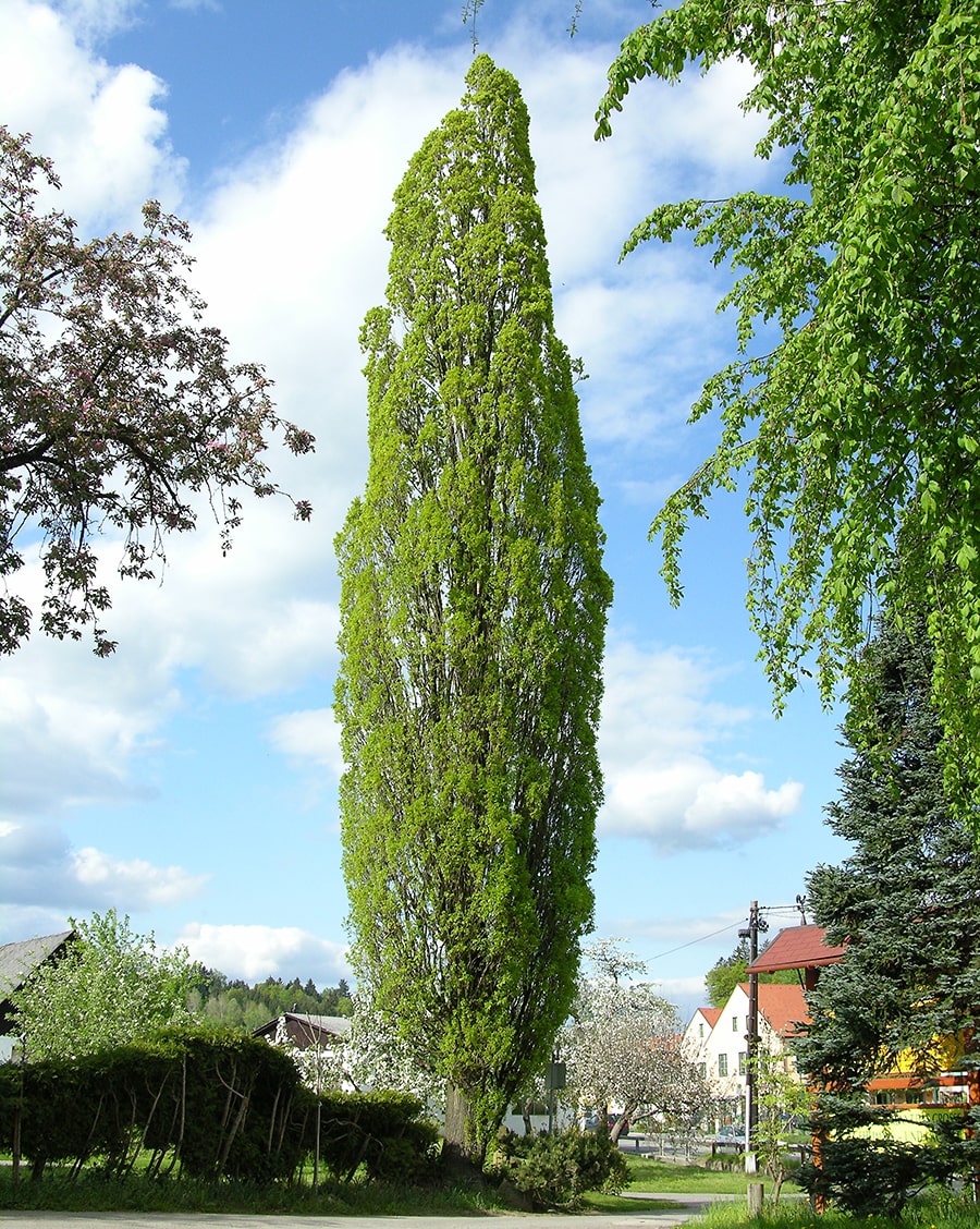 Image of Quercus robur f. fastigiata specimen.