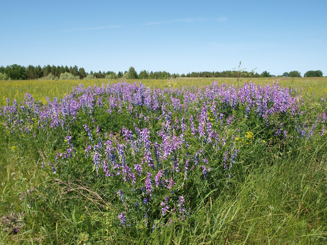 Image of Vicia cracca specimen.