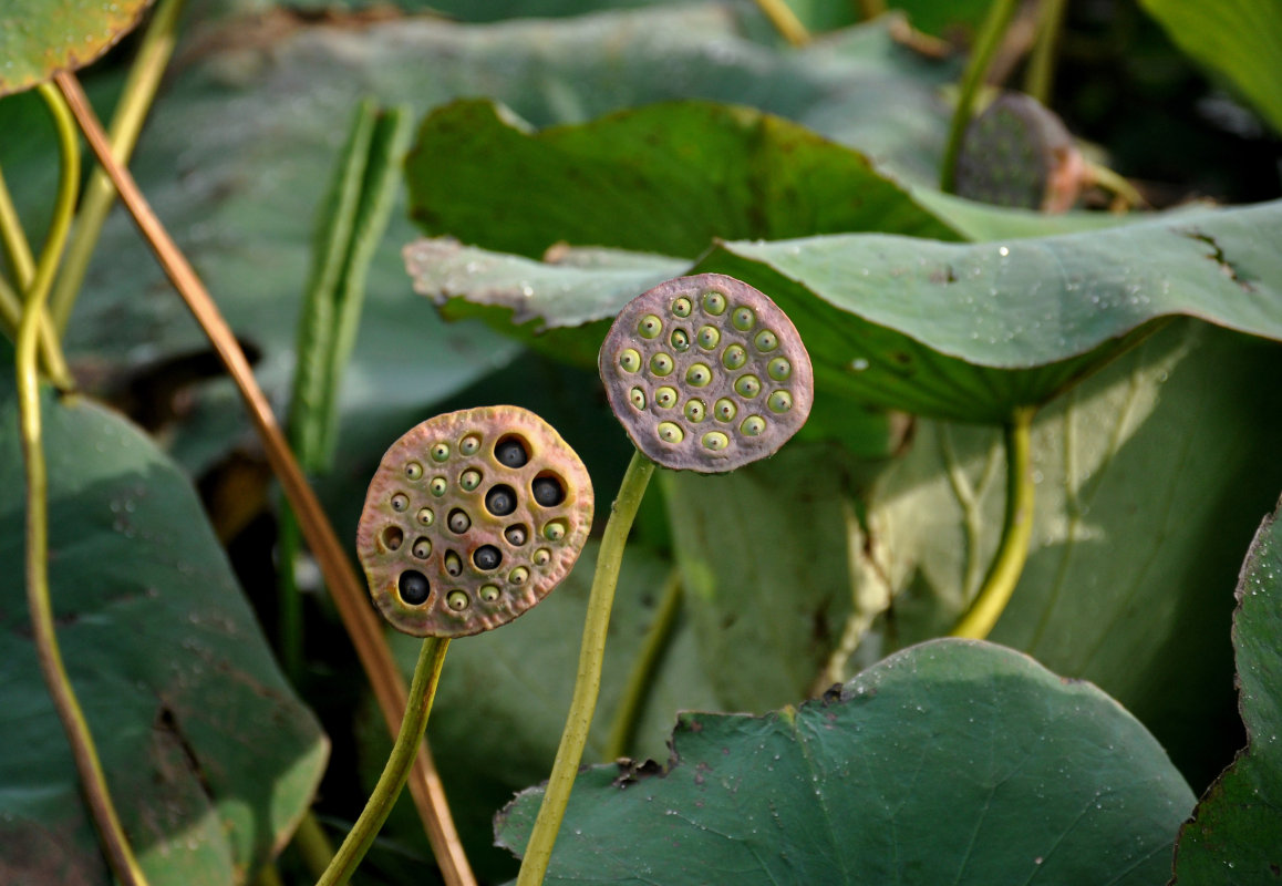 Image of Nelumbo caspica specimen.