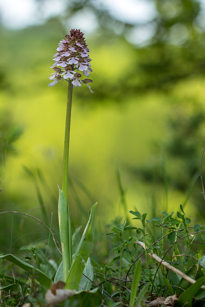 Изображение особи Orchis purpurea.