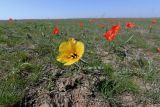 Tulipa korolkowii