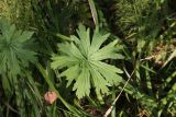 Geranium pratense. Лист. Костромская обл., Кологривский р-н, левый берег р. Унжа рядом с устьем руч. Луковка, луг в смешанном лесу. 3 сентября 2020 г.