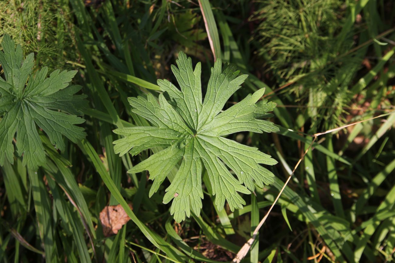 Image of Geranium pratense specimen.