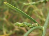 Corispermum ucrainicum