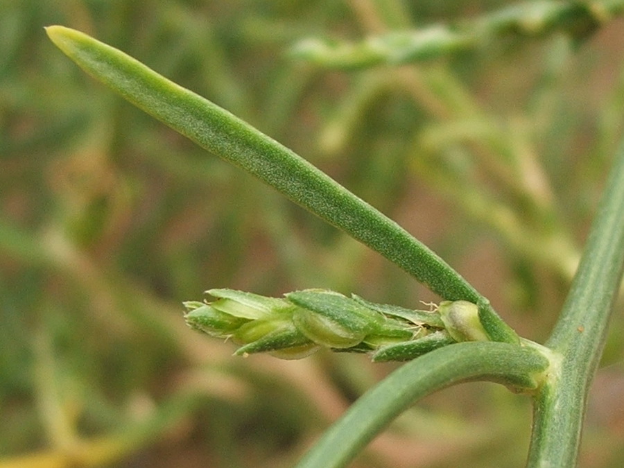 Изображение особи Corispermum ucrainicum.