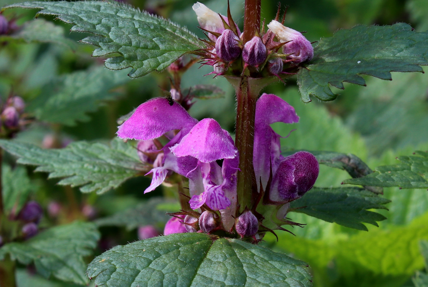 Image of Lamium maculatum specimen.