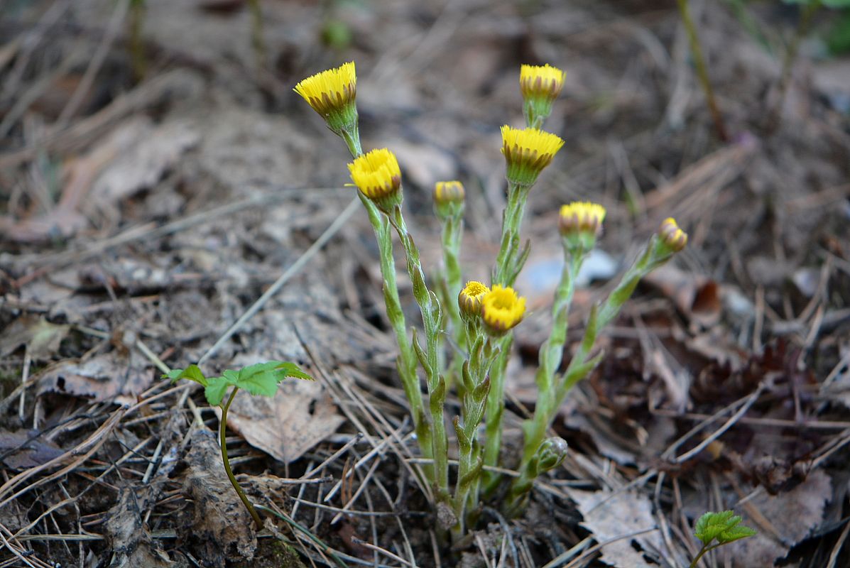 Image of Tussilago farfara specimen.