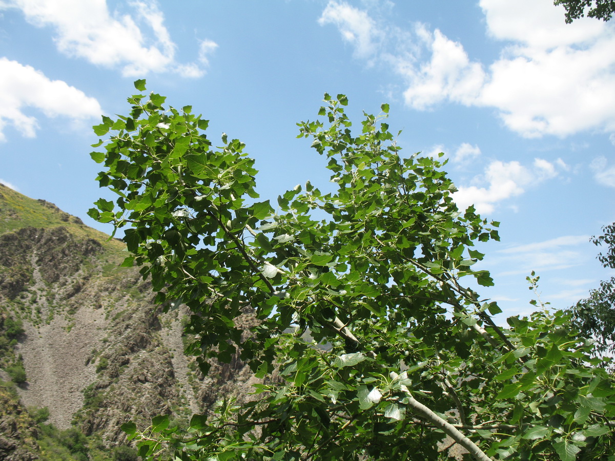 Image of Populus berkarensis specimen.