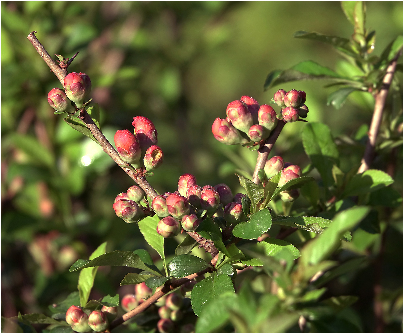 Image of Chaenomeles japonica specimen.