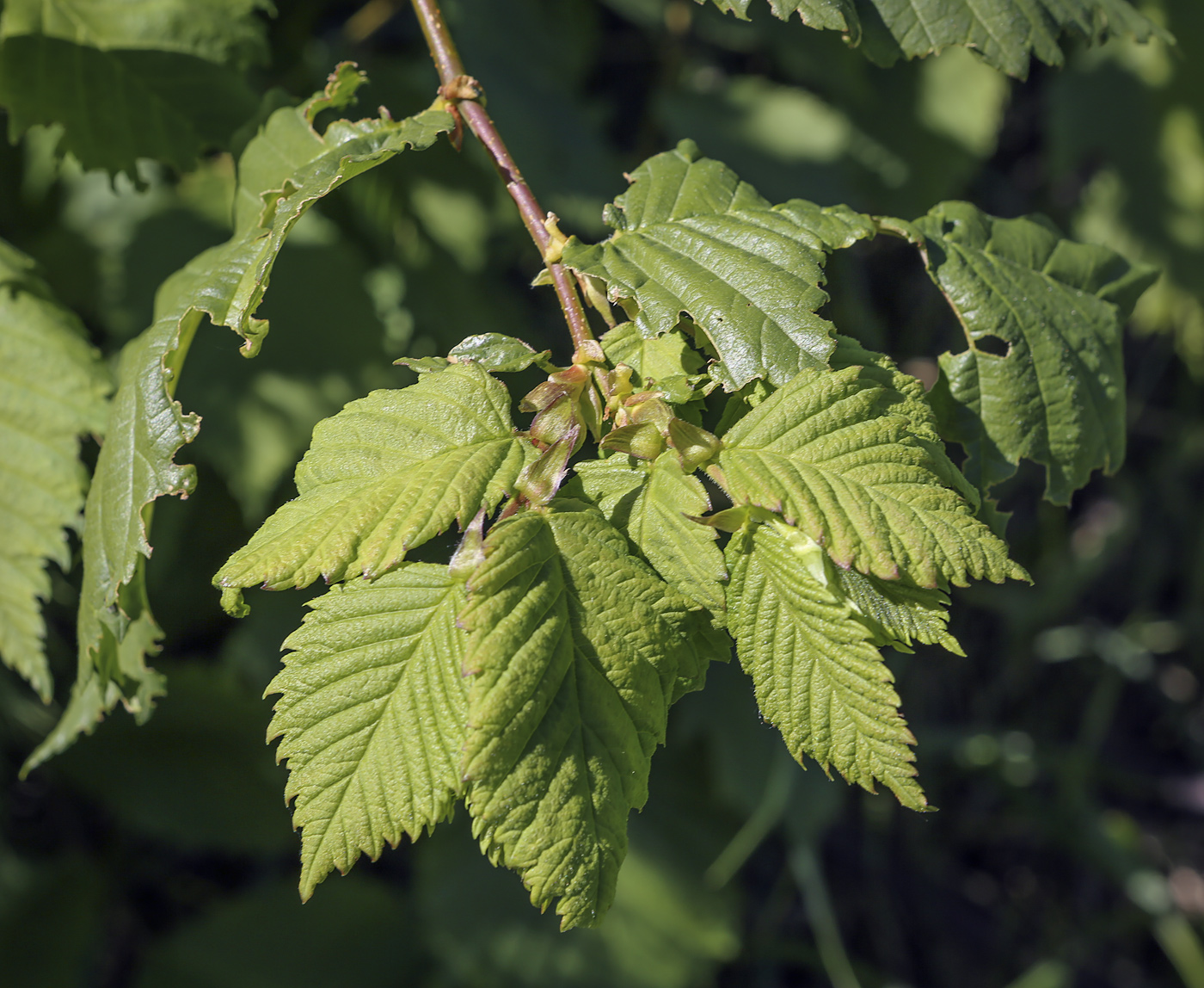 Изображение особи Ulmus laevis.