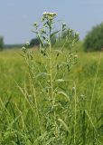 Achillea salicifolia