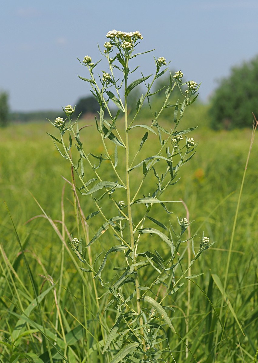 Изображение особи Achillea salicifolia.