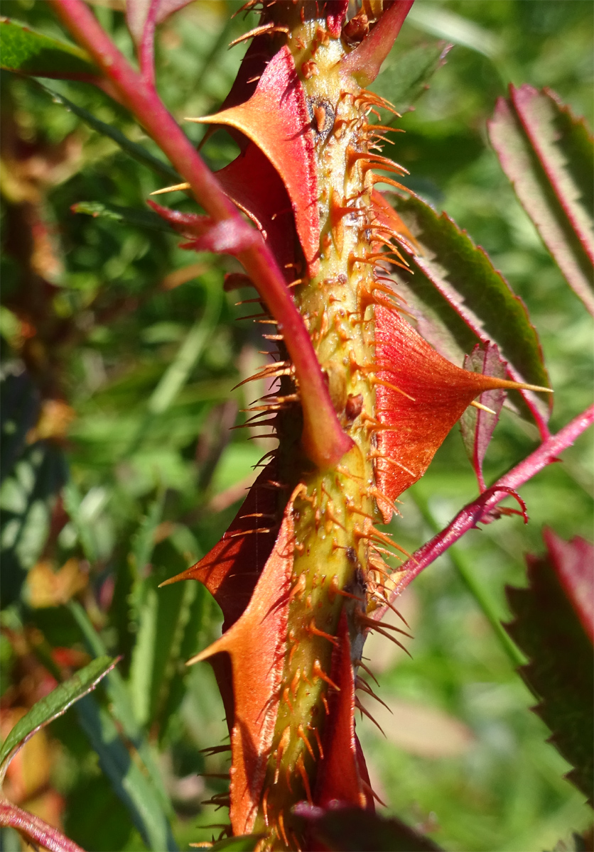 Изображение особи Rosa elasmacantha.