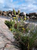 Senecio viscosus