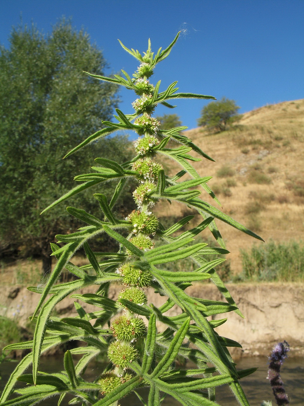 Image of Lycopus exaltatus specimen.