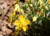 Hypericum cerastoides