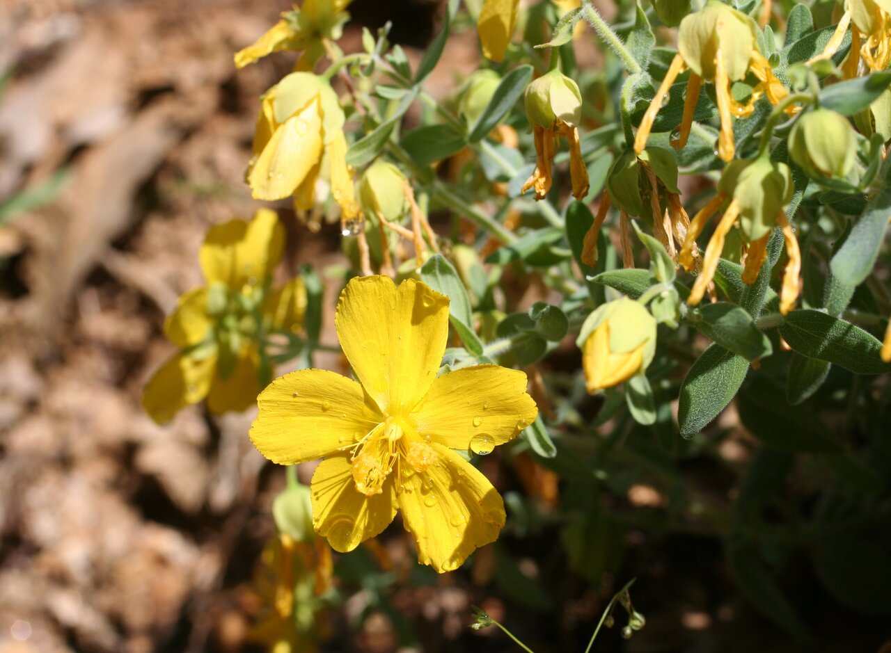 Image of Hypericum cerastoides specimen.