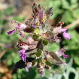 Teucrium chamaedrys. Соцветие. Крым, окр. пос. Никита, Никитская расселина, известняковая каменная россыпь с кустарниками. 14.07.2021.