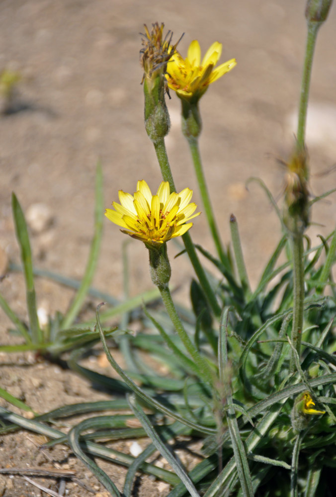 Image of Scorzonera mollis specimen.