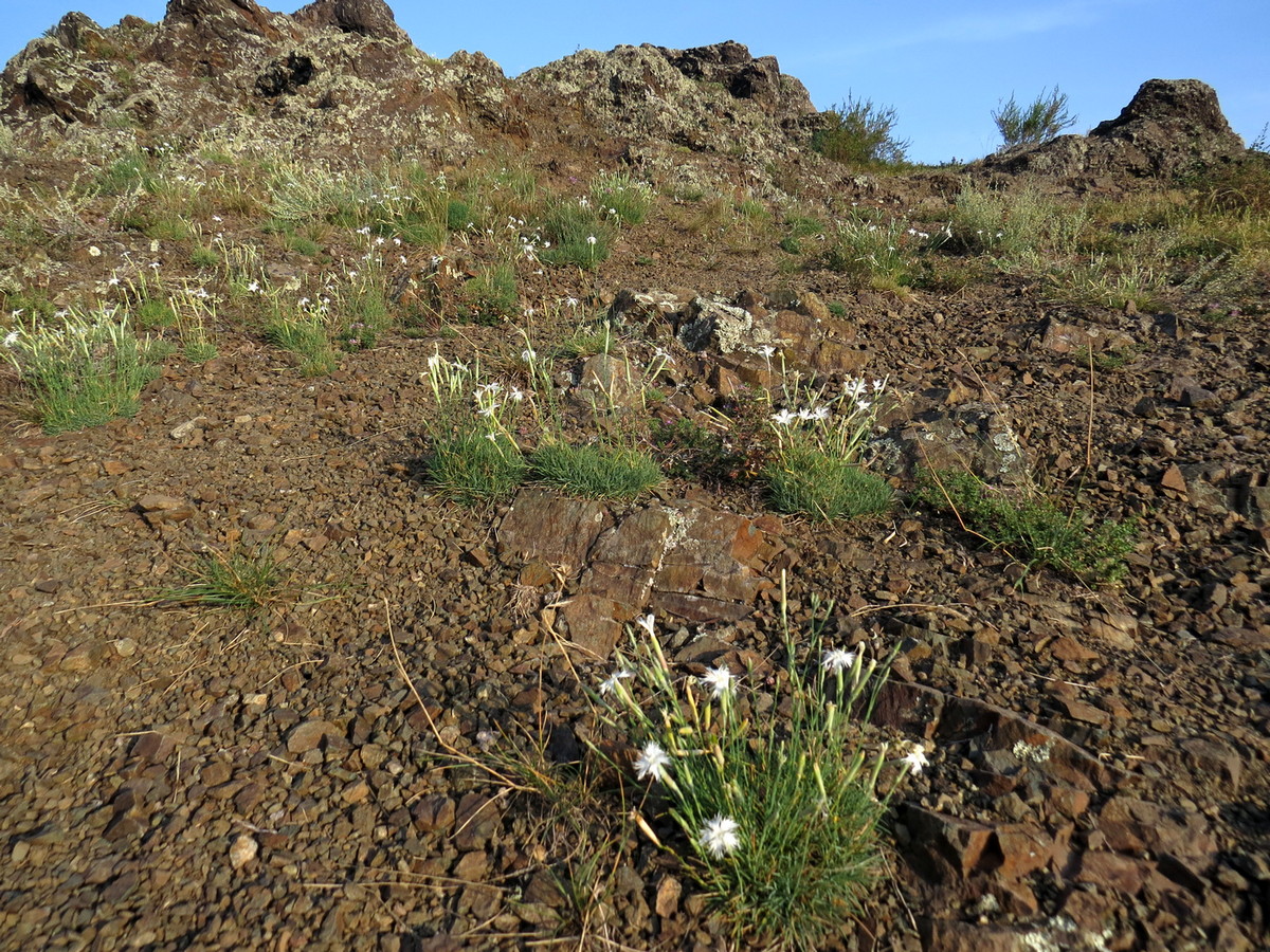 Image of Dianthus acicularis specimen.