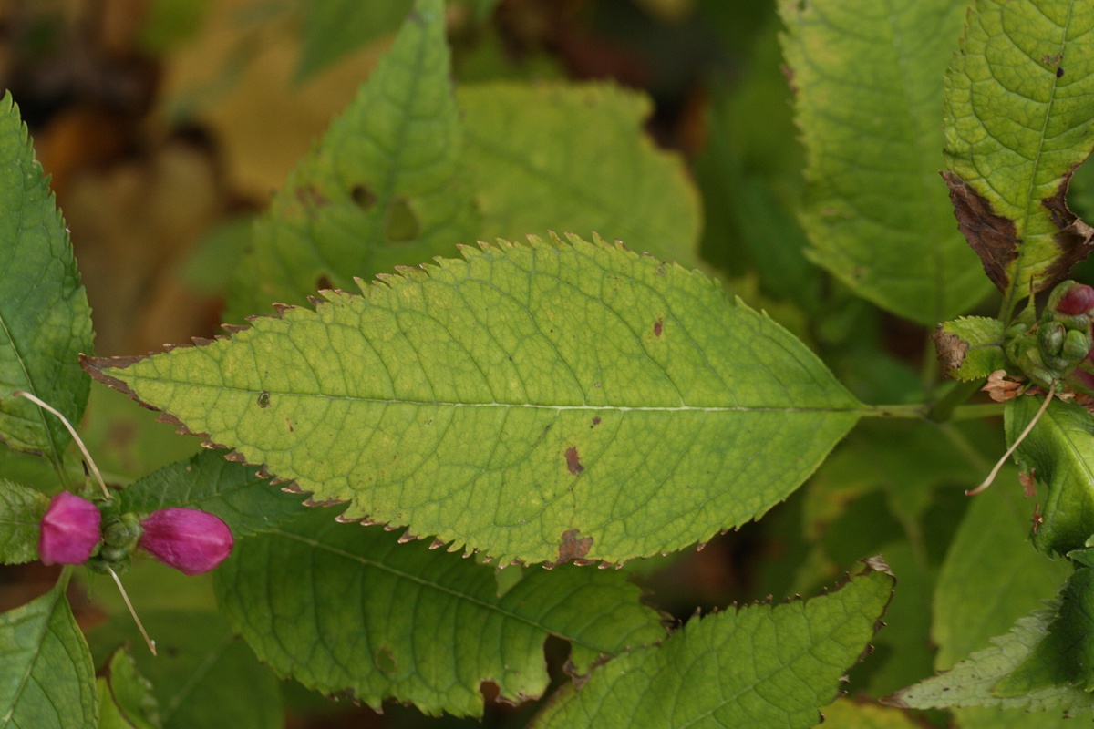 Изображение особи Chelone obliqua.