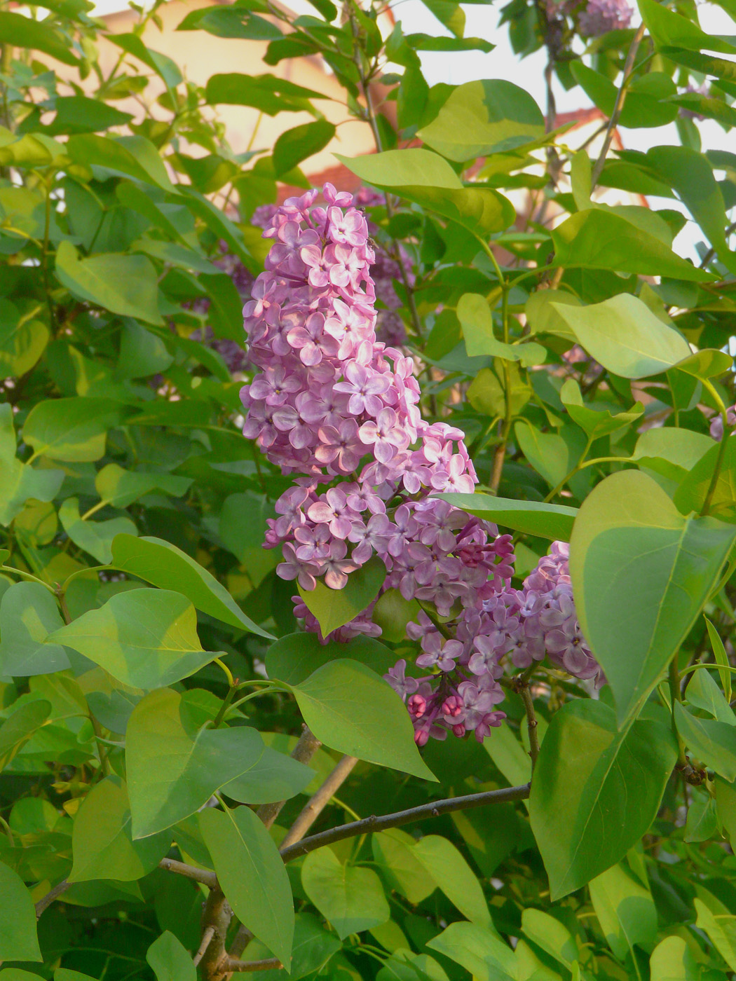 Изображение особи Syringa vulgaris.