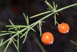 Asparagus persicus. Часть ветки с плодами. Узбекистан, Ташкентская обл., южный склон Чаткальского хребта, бассейн р. Ахангаран, правый склон р. Джакиндек, глинистый склон. 02.09.2021.