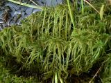 genus Sphagnum