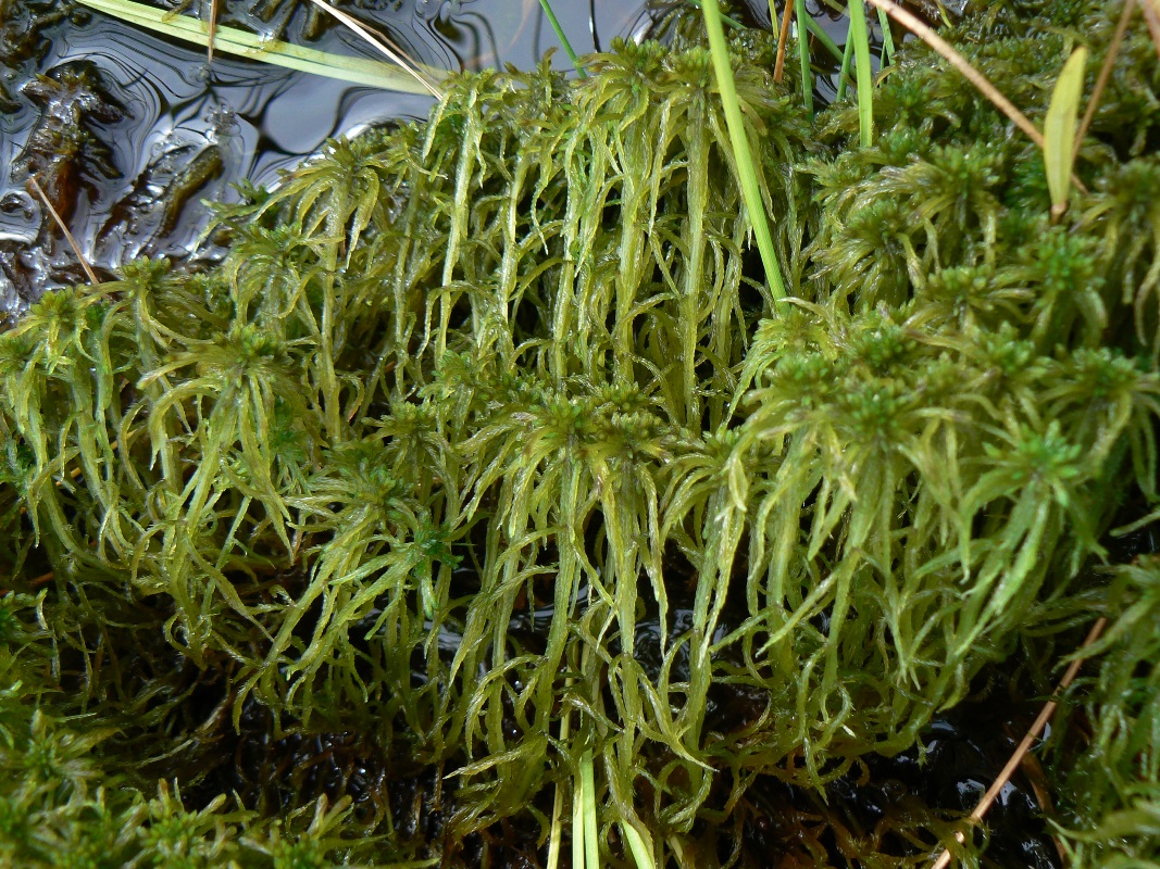Image of genus Sphagnum specimen.