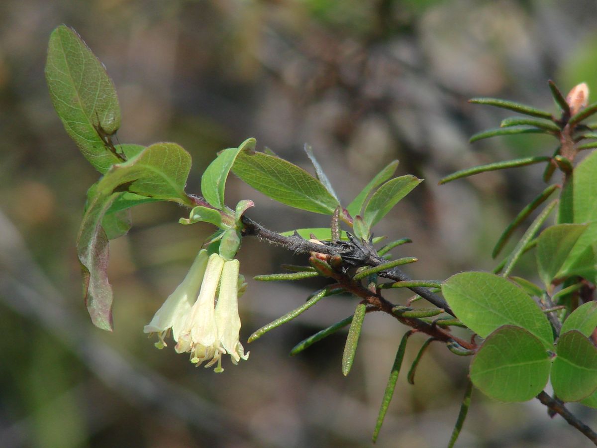 Image of Lonicera pallasii specimen.