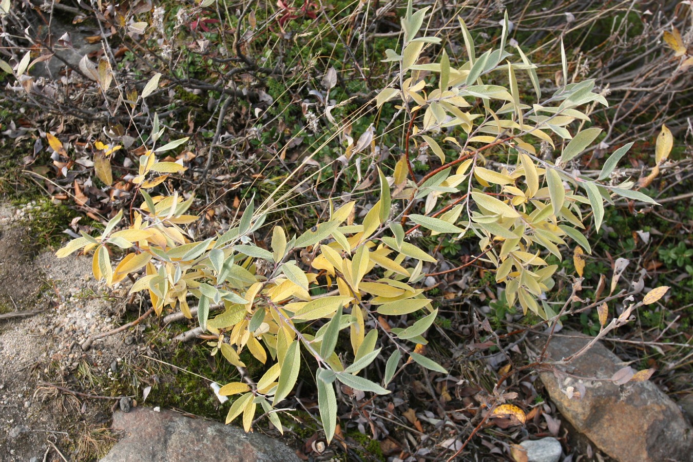 Image of Salix lapponum specimen.